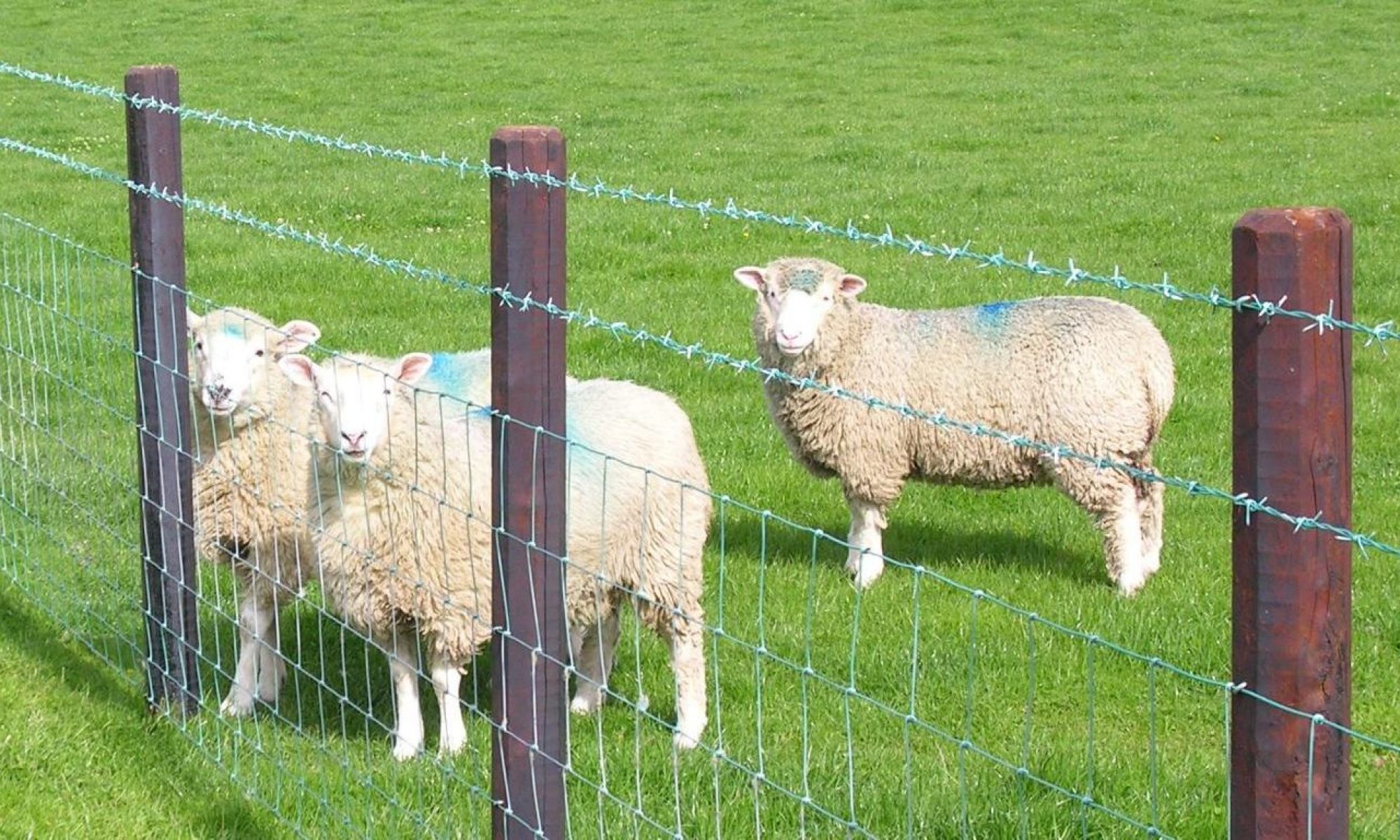 Swedish creosoted fencing solution with a 25 year guarantee